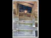 Click to view Fullsize Image